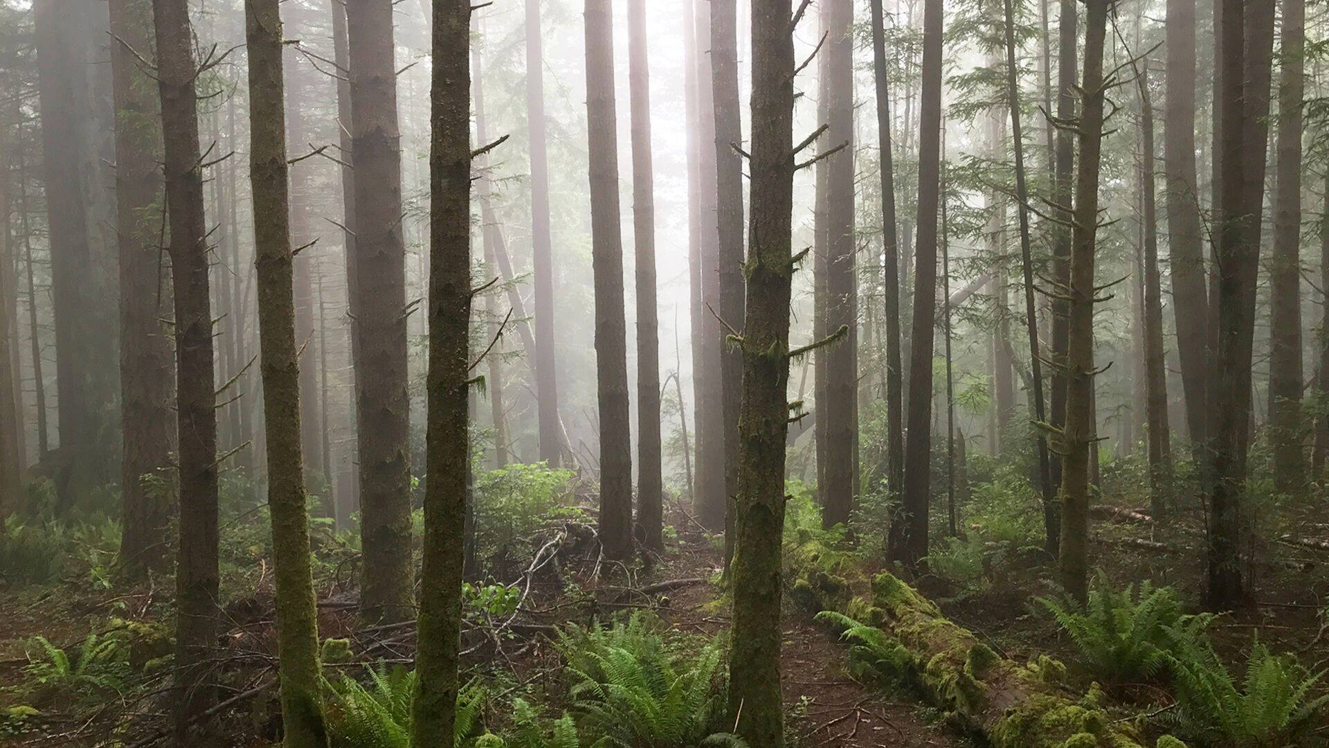 A stock photo that looks like misty forest full of tall, thin trees, with a few treetops visible and fallen green branches on the forest floor.